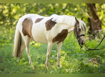 Hongaars sportpaard, Merrie, 8 Jaar, 125 cm, Gevlekt-paard