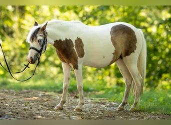 Hongaars sportpaard, Merrie, 8 Jaar, 125 cm, Gevlekt-paard