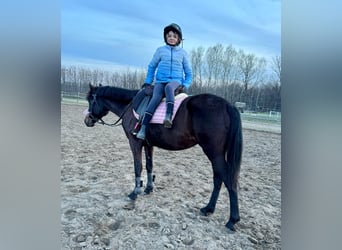 Ungarisches Sportpferd, Stute, 8 Jahre, 144 cm, Dunkelbrauner