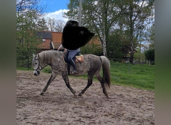 Hongaars sportpaard Mix, Merrie, 8 Jaar, 145 cm, Blauwschimmel