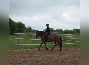 Hongaars sportpaard Mix, Merrie, 8 Jaar, 145 cm, Bruin
