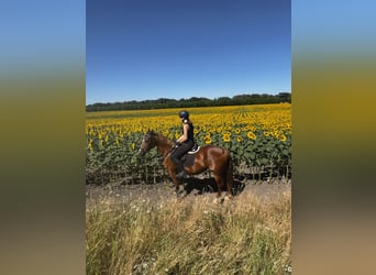 Hongaars sportpaard Mix, Merrie, 8 Jaar, 156 cm, Donkere-vos