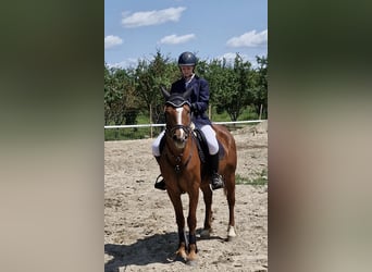 Hongaars sportpaard Mix, Merrie, 8 Jaar, 156 cm, Donkere-vos