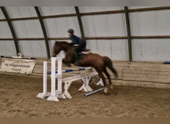 Hongaars sportpaard Mix, Merrie, 8 Jaar, 156 cm, Donkere-vos