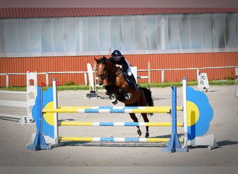 Hongaars sportpaard, Merrie, 8 Jaar, 160 cm, Roodbruin