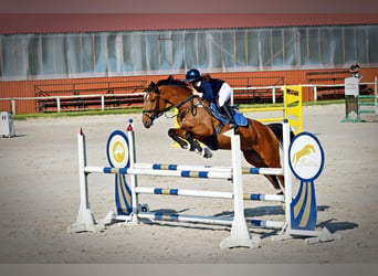 Hongaars sportpaard, Merrie, 8 Jaar, 160 cm, Roodbruin