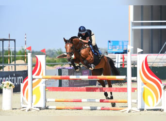 Hongaars sportpaard, Merrie, 8 Jaar, 160 cm, Roodbruin