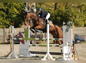 Hongaars sportpaard, Merrie, 8 Jaar, 160 cm, Roodbruin