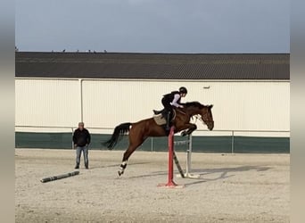 Hongaars sportpaard, Merrie, 8 Jaar, 160 cm, Roodbruin