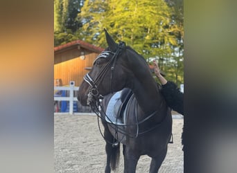 Hongaars sportpaard, Merrie, 8 Jaar, 160 cm, Zwartbruin