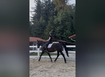 Hongaars sportpaard, Merrie, 8 Jaar, 160 cm, Zwartbruin