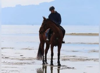 Hongaars sportpaard, Merrie, 8 Jaar, 166 cm