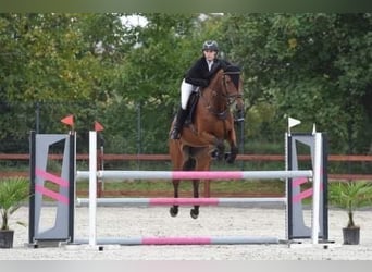 Hongaars sportpaard Mix, Merrie, 8 Jaar, 167 cm, Roodbruin