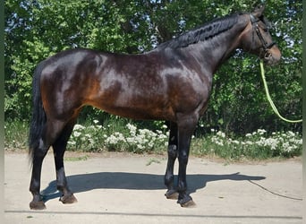 Hongaars sportpaard, Merrie, 8 Jaar, 168 cm, Donkerbruin
