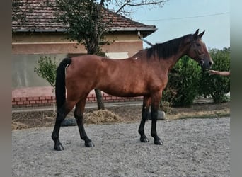 Hongaars sportpaard, Merrie, 8 Jaar, 169 cm, Bruin