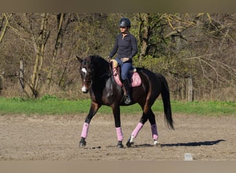 Hongaars sportpaard, Merrie, 8 Jaar, 170 cm, Donkerbruin