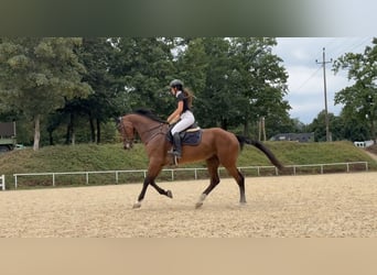 Hongaars sportpaard, Merrie, 8 Jaar, 172 cm, Bruin