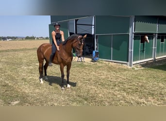 Hongaars sportpaard, Merrie, 8 Jaar, 172 cm, Bruin