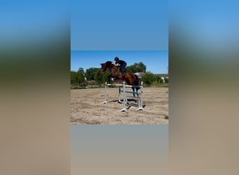 Hongaars sportpaard, Merrie, 8 Jaar, 173 cm, Bruin
