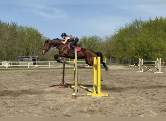 Hongaars sportpaard, Merrie, 8 Jaar, 185 cm, Roodbruin