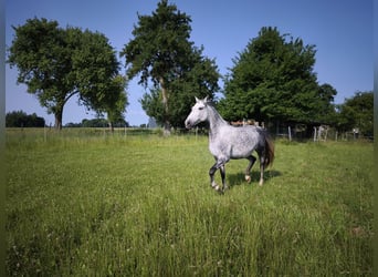 Hongaars sportpaard Mix, Merrie, 9 Jaar, 150 cm, Appelschimmel