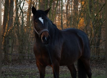 Hongaars sportpaard, Merrie, 9 Jaar, 160 cm, Donkerbruin