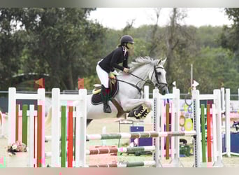 Hongaars sportpaard, Merrie, 9 Jaar, 162 cm, Schimmel