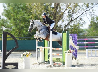 Hongaars sportpaard, Merrie, 9 Jaar, 162 cm, Schimmel
