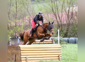 Hongaars sportpaard, Merrie, 9 Jaar, 163 cm, Vos