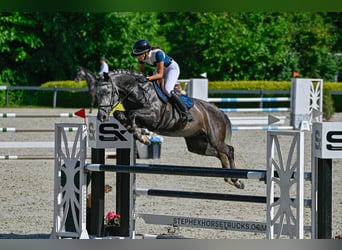 Hongaars sportpaard, Merrie, 9 Jaar, 164 cm, Schimmel