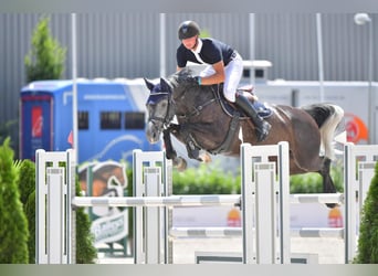 Hongaars sportpaard, Merrie, 9 Jaar, 164 cm, Schimmel