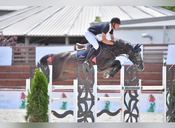Hongaars sportpaard, Merrie, 9 Jaar, 164 cm, Schimmel