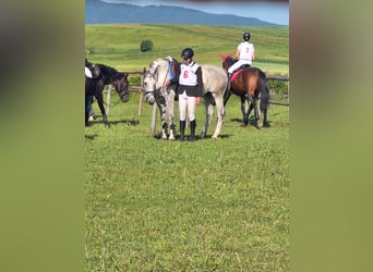 Hongaars sportpaard Mix, Merrie, 9 Jaar, 165 cm, Schimmel