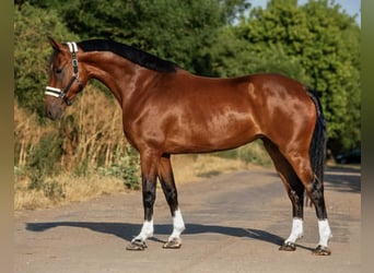 Hongaars sportpaard, Merrie, 9 Jaar, 168 cm, Bruin