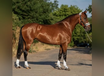 Hongaars sportpaard, Merrie, 9 Jaar, 168 cm, Bruin