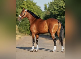 Hongaars sportpaard, Merrie, 9 Jaar, 168 cm, Bruin