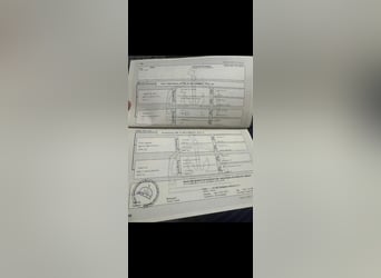 Hongaars sportpaard, Merrie, 9 Jaar, 168 cm, Donkerbruin