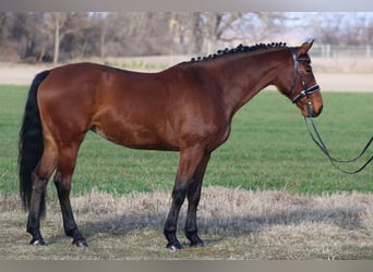 Hongaars sportpaard, Merrie, 9 Jaar, 170 cm, Roodbruin