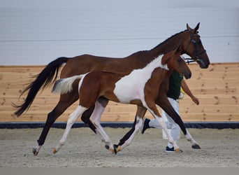 Hongaars sportpaard, Merrie, Veulen (04/2026), 135 cm, Tobiano-alle-kleuren