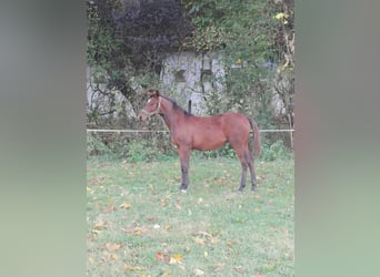 Hongaars sportpaard, Merrie, veulen (03/2023), 140 cm, Gevlekt-paard