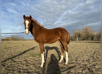 Hongaars sportpaard, Merrie, Veulen (06/2025), Donkere-vos