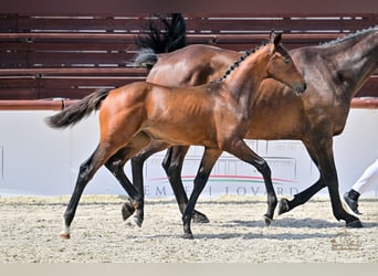 Hongaars sportpaard, Merrie, Veulen (04/2025), Roodbruin