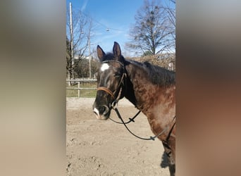 Hongaars sportpaard Mix, Ruin, 10 Jaar, 157 cm, Donkerbruin