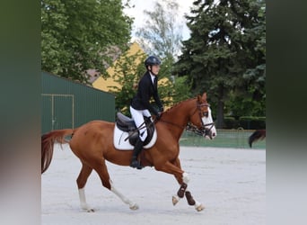 Hongaars sportpaard, Ruin, 10 Jaar, 160 cm, Roodbruin