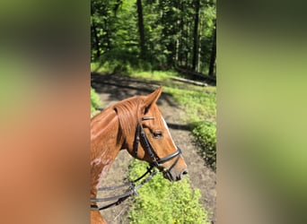 Hongaars sportpaard, Ruin, 10 Jaar, 160 cm, Vos
