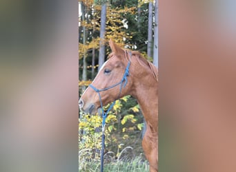 Hongaars sportpaard Mix, Ruin, 10 Jaar, 160 cm, Vos