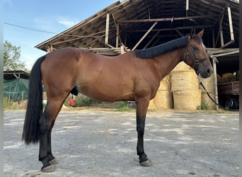 Hongaars sportpaard, Ruin, 10 Jaar, 163 cm, Roodbruin