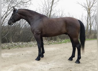 Hongaars sportpaard, Ruin, 10 Jaar, 168 cm, Zwart