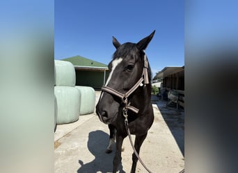 Hongaars sportpaard, Ruin, 11 Jaar, 160 cm, Bruin