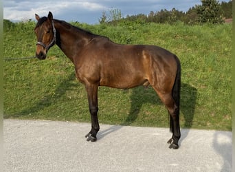 Hongaars sportpaard, Ruin, 11 Jaar, 163 cm, Bruin